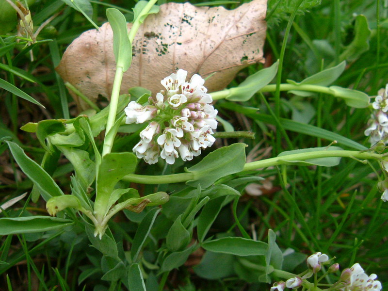 Parco del Gigante:  Microthlaspi perfoliatum (=Thlaspi perfoliatum )